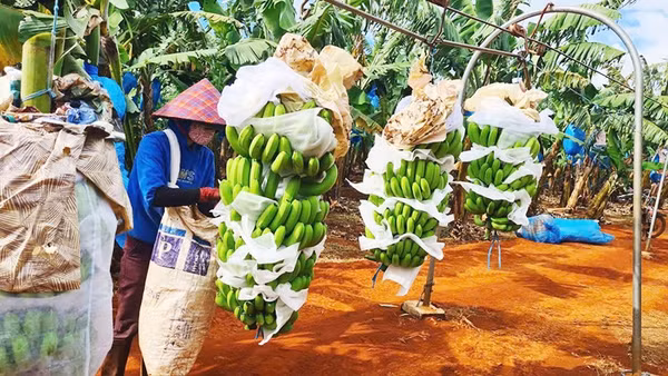Gia Lai hướng tới mục tiêu trở thành trung tâm chế biến nông sản hiện đại.