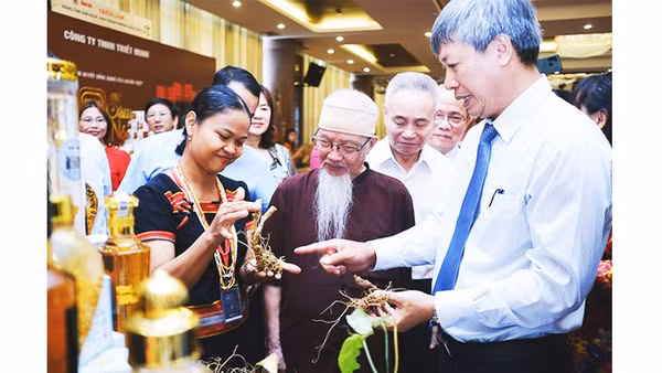 Chị Hồ Thị Mười, người trồng sâm giới thiệu sâm Ngọc Linh cho các khách dự hội thảo. Ảnh: TẤN LỰC