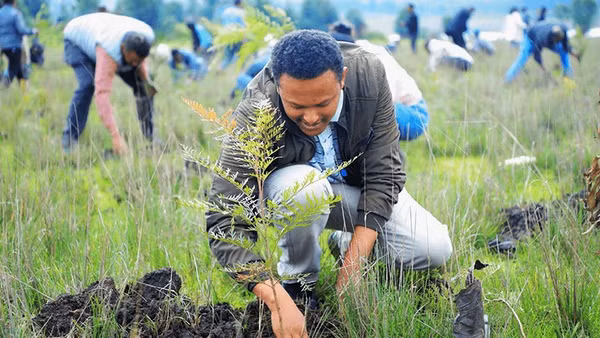 Ethiopia đang hướng tới mục tiêu trồng 50 tỷ cây xanh vào năm 2030. Ảnh: AP