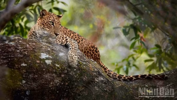 Sri Lanka, đảo quốc Nam Á sở hữu một thế giới thiên nhiên hoang dã đủ sức làm say lòng lữ khách. (Ành: BÍCH TUYỀN)