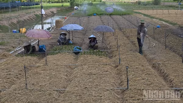 Nông dân xã Chợ Mới ủ rơm trồng rau màu.