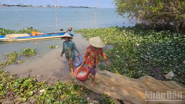 Đánh bắt cá trên sông Vàm Nao. (Ảnh: THANH DŨNG)