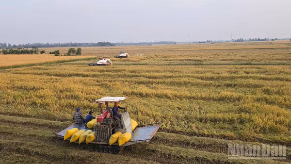 Nông dân An Giang thu hoạch lúa. (Ảnh: THANH DŨNG)