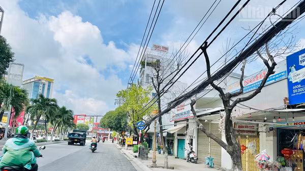 Nhiều cây xanh tốt hàng chục năm nay “bỗng nhiên” chết trắng, làm xấu hình ảnh phường Bạc Liêu đang trong thời kỳ phát triển mới. (Ảnh: TRỌNG DUY).