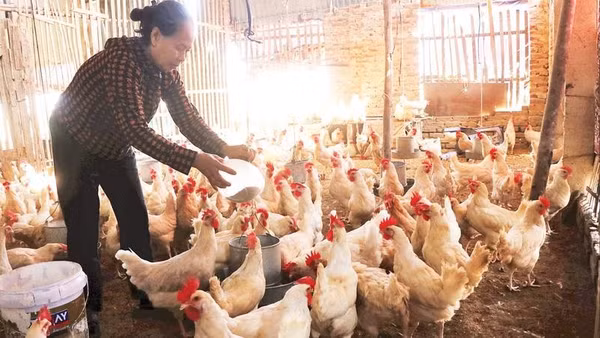 Người dân Tam Giang chăm sóc đàn gà đẻ trứng, chuẩn bị đón Tết.