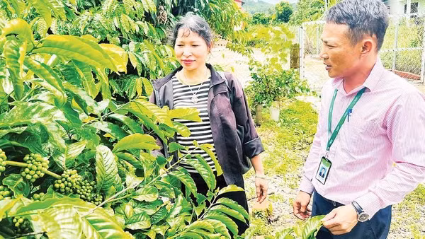 Nhân viên phòng Giao dịch, Ngân hàng Chính sách xã hội Ngọc Hồi khảo sát mô hình trồng cà-phê của các hộ dân vay vốn.