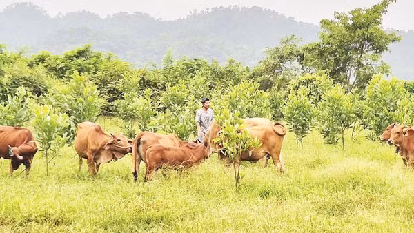 Mô hình chăn nuôi bò tập trung giúp người dân xã Ba Lòng phát triển kinh tế bền vững.