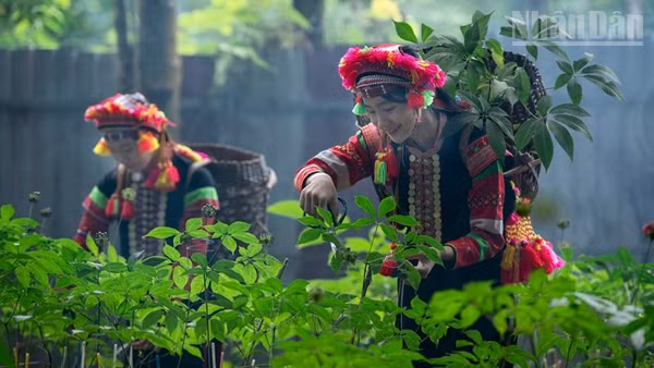 Công nhân Công ty cổ phần sâm Pusilung thu hoạch lá sâm.