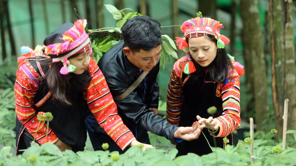 Lai Châu đang từng bước hình thành các vùng trồng dược liệu dưới tán rừng. (Ảnh: Trần Tuấn)