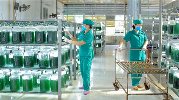 Sản phẩm tảo xoắn Nghệ An của Công ty Vastcom đạt top 10 thương hiệu uy tín hàng đầu Việt Nam năm 2024. (Nguồn: VASTCOM)