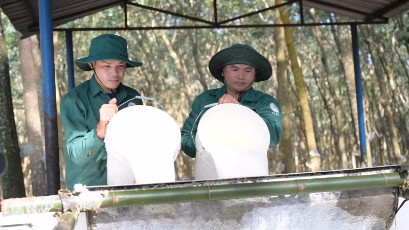 Công nhân trút mủ cao-su tại vườn cây Công ty Cao-su Việt Lào. (Ảnh Đào Phong)