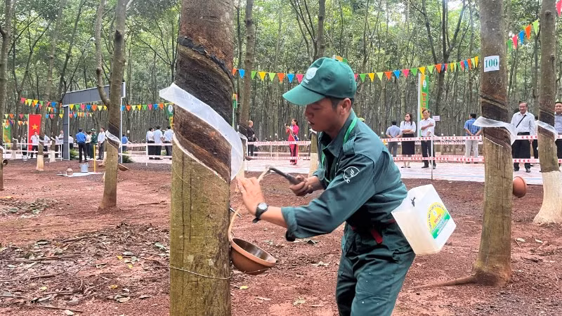 Công nhân thi khai thác mủ cao-su trên vườn cây tại nông trường Cẩm Đường Tổng Công ty Cao-su Đồng Nai.