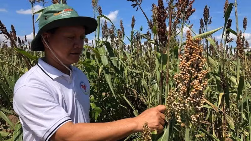 Chăm sóc cánh đồng cao lương tại xã Hàm Liêm, tỉnh Lâm Đồng
