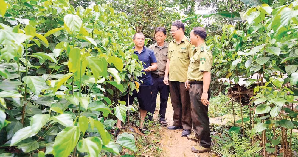 Lực lượng kiểm lâm thăm hỏi, hỗ trợ ông Bàn Văn Sinh (ngoài cùng, bên trái) trong quá trình ươm trồng, chăm sóc cây nghiến, cây trai non. 