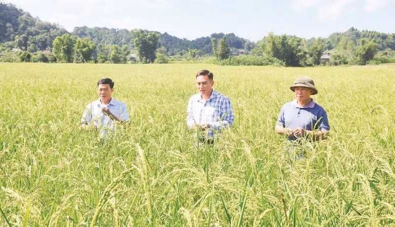 Cán bộ Sở Khoa học và Công nghệ Điện Biên cùng cán bộ, nông dân xã Mường Phăng kiểm tra tốc độ sinh trưởng trên cây lúa nếp tan.