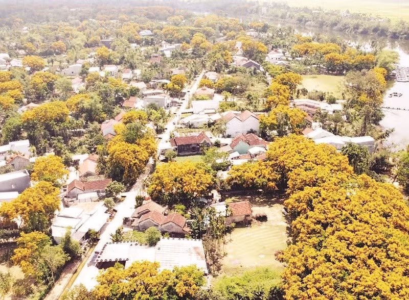 Làng Hương Trà, phường Hương Trà, thành phố Đà Nẵng mùa hoa sưa nở.