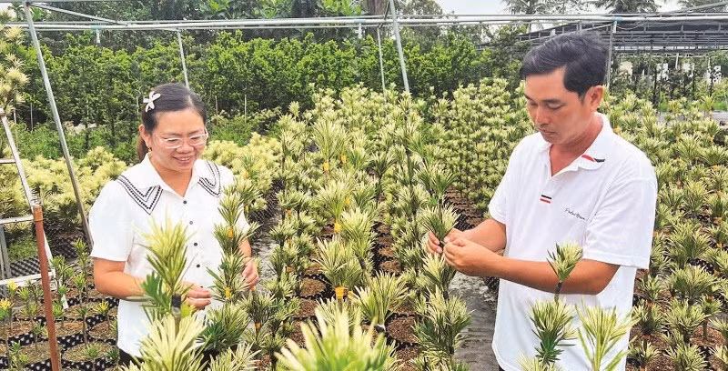 Vợ chồng anh Nguyễn Văn Phúc chăm sóc vườn tùng giống.