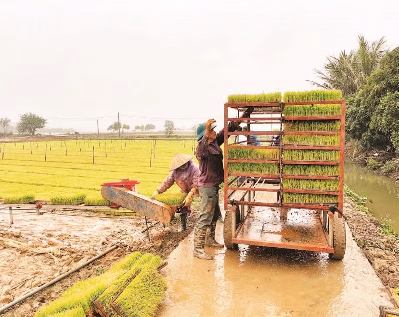 Nông dân xã Bình Giang sản xuất mạ khay để cấy lúa vụ xuân bằng máy.