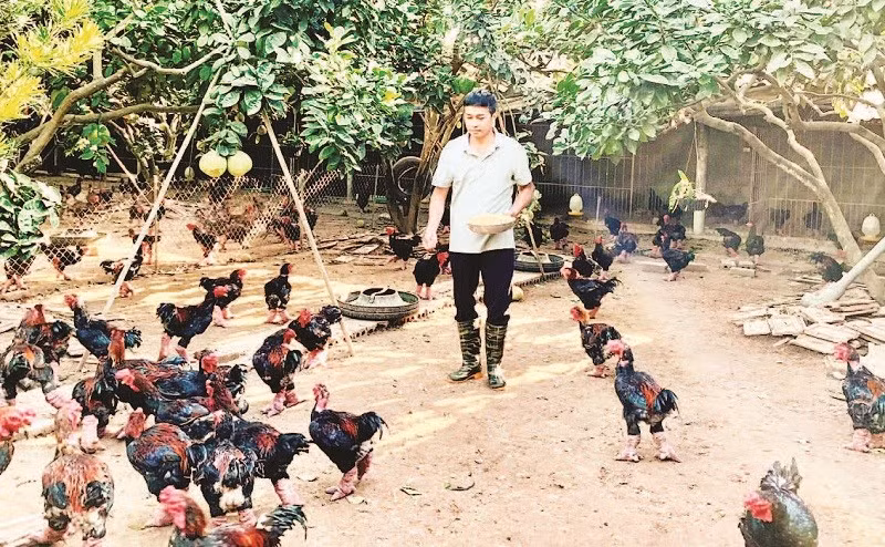 Trang trại của anh Lê Văn Thắng, xã Hoàn Long, tỉnh Hưng Yên nuôi gà Đông Tảo theo quy trình VietGAP.
