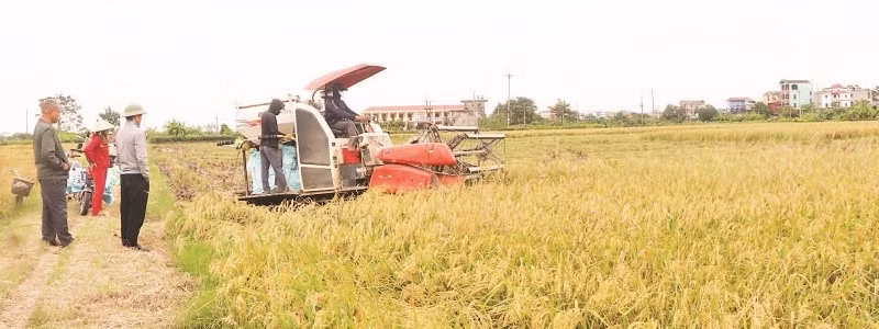 Lúa nếp nhung Tam Sơn vào vụ thu hoạch.