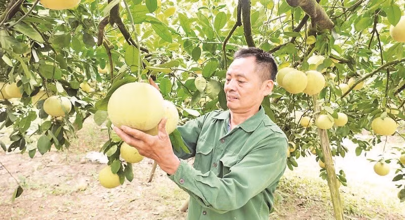 Ông Đỗ Khắc Thỏa có công lớn trong xây dựng thương hiệu bưởi Soi Hà.