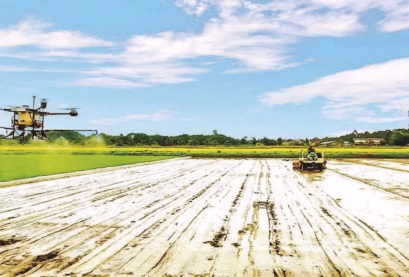 Cơ giới hóa trong trồng lúa chất lượng cao ở Hợp tác xã Tiến Thuận, thành phố Cần Thơ.