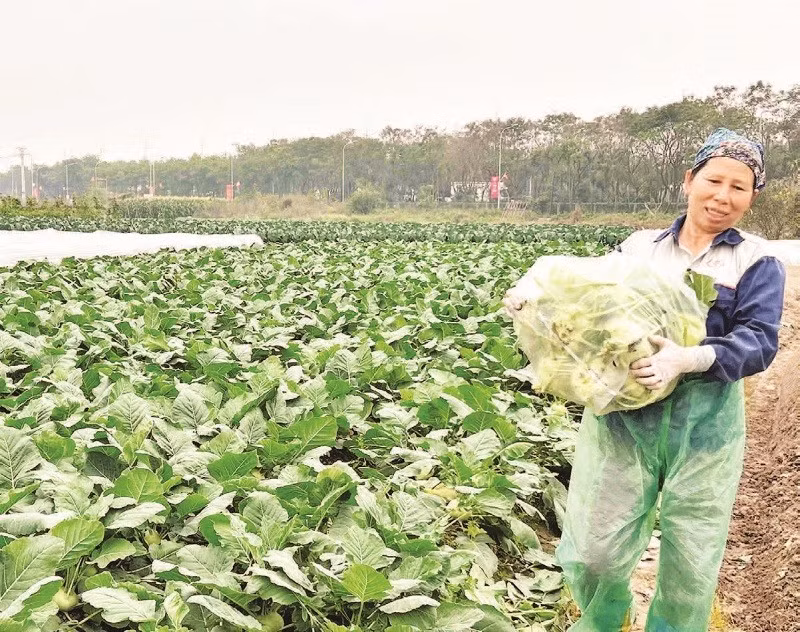 Hiện nay, phụ nữ vẫn chiếm đa số trong cơ cấu lao động sản xuất nông nghiệp.