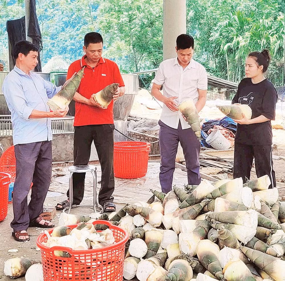 Măng mai được Hợp tác xã Nông lâm sản Lâm Phúc thu mua, chế biến. 