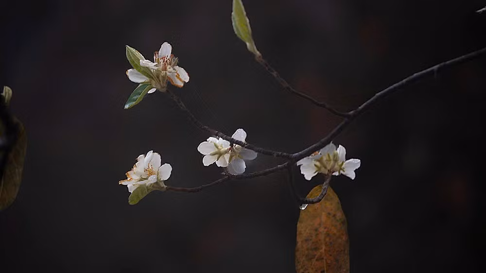 Vào tháng 3 hằng năm, sắc trắng hoa Sơn Tra ở bản Nậm Nghẹp bắt đầu nở rộ khắp các cánh rừng. (Ảnh: LONG VÕ)