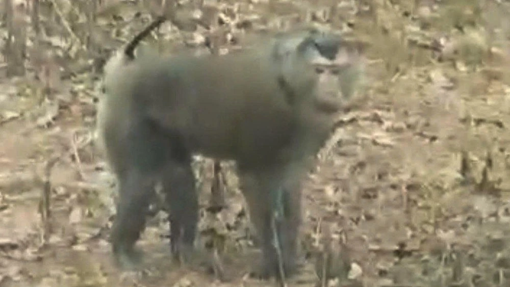 Cá thể khỉ đã tấn công và làm 3 người bị thương tại khu sản xuất bản Cốc Lắc, xã Chiềng Hặc, tỉnh Sơn La. (ẢNH: NGUYỄN SƠN)