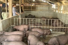 Mô hình nuôi lợn đen bản địa giúp người dân xã Phong Thổ ổn định cuộc sống vươn lên làm giàu.