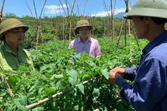 Mô hình trồng rau trái vụ đem lại thu nhập ổn định cho nhiều hộ đồng bào tại xã Than Uyên.