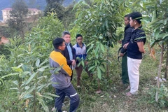 Người Mảng ở bản Nậm Ô xã Pa Tân phát triển cây quế