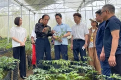 Mô hình liên kết với Nhật Bản phát triển cây sâm Lai Châu thành sản phẩm hàng hóa chất lượng cao.