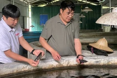 Người nuôi cá nước lạnh đang thua ngay trên sân nhà vì vấn đề thương hiệu.