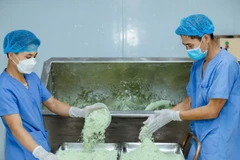 Quy trình sản xuất ống hút ECOS từ bột rau củ. 