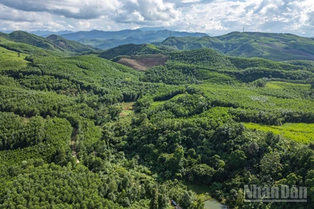 Những tán rừng ở thôn 3, xã Tiên An, huyện Tiên Phước, tỉnh Quảng Nam (cũ), nay là xã Thạnh Bình (Đà Nẵng). (Ảnh TÙNG LÂM)