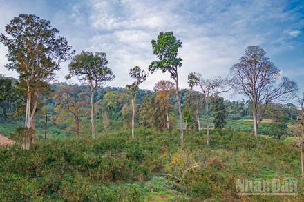 Vườn cam dưới những tán cây cổ thụ trăm năm tuổi tại Măng Đen.