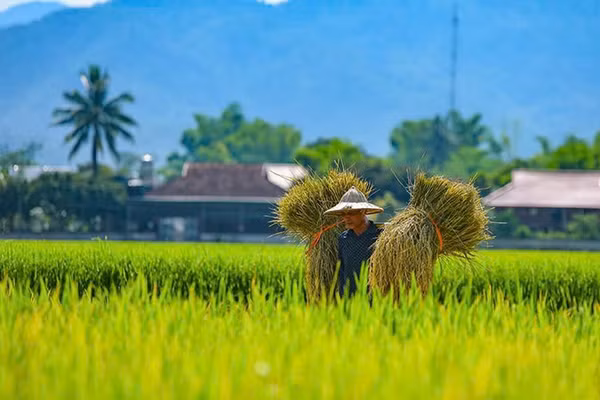 Những cánh đồng lúa hiện thực hóa mục tiêu phát triển nông nghiệp bền vững