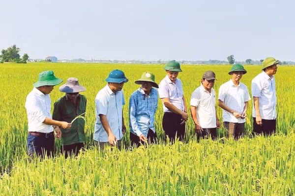 Lãnh đạo xã Triệu Cơ kiểm tra, đánh giá chất lượng ruộng lúa canh tác theo quy trình tự nhiên trước khi thu hoạch.
