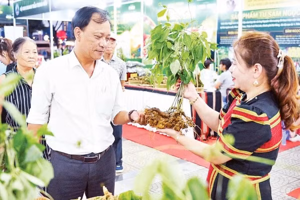 Khách tham quan tìm hiểu sâm Ngọc Linh tại chương trình giới thiệu, quảng bá dược liệu Đà Nẵng.