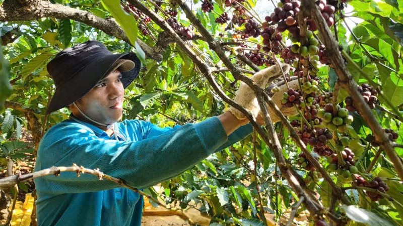 Cà-phê là một trong những cây trồng chủ lực có giá trị xuất khẩu cao ở Gia Lai.