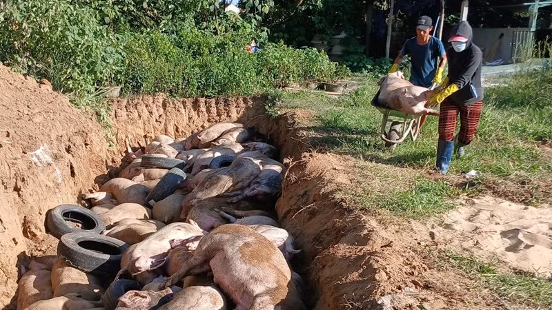 Dịch tả lợn Châu Phi gây thiệt hại lớn cho người chăn nuôi. 
