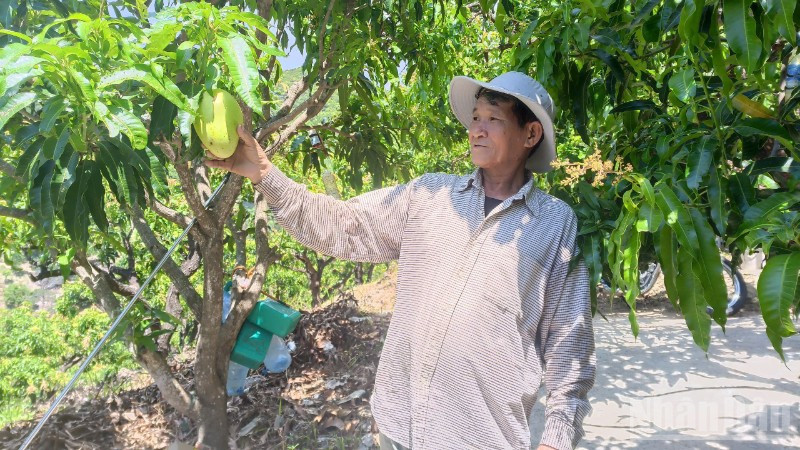 Ông Nhàn giới thiệu thành quả trồng trọt của mình.