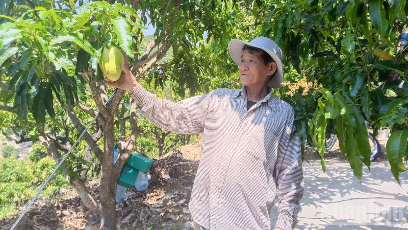 Ông Nhàn giới thiệu thành quả trồng trọt của mình.