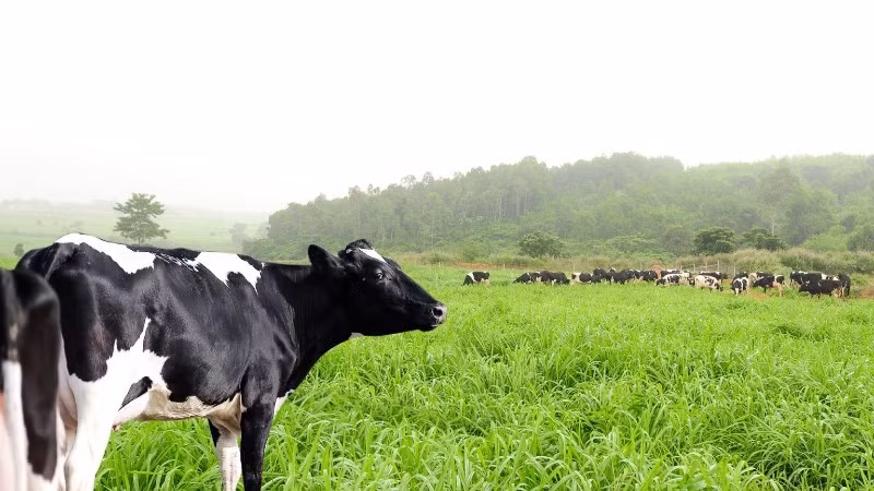 Công ty Cổ phần Thực phẩm sữa TH