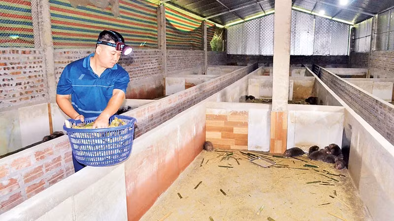 Anh Đinh Tiến Hoàng cho dúi ăn.