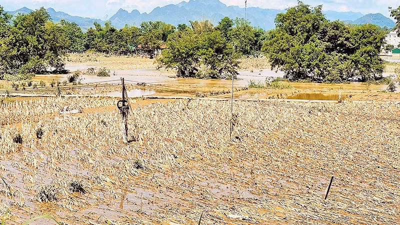 Nhiều diện tích sản xuất nông nghiệp tại Cao Bằng bị thiệt hại, mất trắng. 