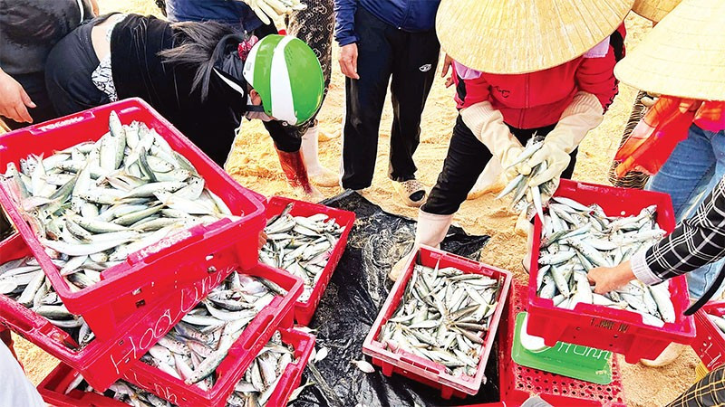 Thủy sản vùng Đồng bằng sông Hồng đa dạng với các loài nước ngọt, nước mặn, nước lợ.
