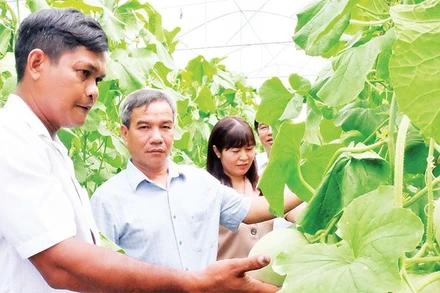 Vườn dưa lưới của Lâm Nhanh, xã Lộc Hưng, tỉnh Đồng Nai đang đem lại hiệu quả kinh tế cao.